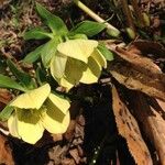 Helleborus viridis Flor
