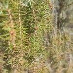 Juniperus oxycedrusFeuille