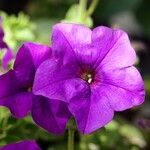 Petunia integrifolia Květ