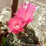 Gymnocalycium baldianum Flower