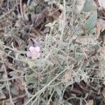 Althaea cannabinaFuelha