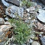 Artemisia genipi Flower