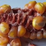 Zea mays Frugt