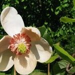 Magnolia sieboldii Virág