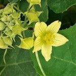 Bryonia verrucosa Flor