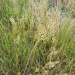 Agrostis stolonifera Plante entière