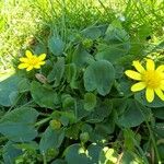 Ranunculus ficaria Habitatea