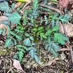 Geum canadense Blad