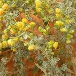 Artemisia herba-alba Bloem