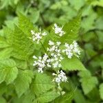 Osmorhiza longistylis Квітка