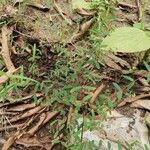 Euphorbia hyssopifolia Blatt