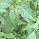 Impatiens arguta Hoja
