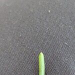 Salsola soda Hoja