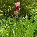 Iris x germanica Fleur