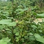 Xanthium orientale Blatt