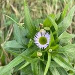 Erigeron speciosus ফুল