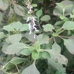 Coleus barbatus Koor
