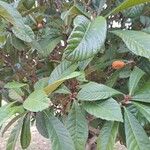Eriobotrya japonica Плод