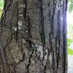 Castanea sativa 树皮