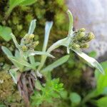 Gnaphalium hoppeanum 花
