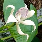 Prosthechea aemula Flor