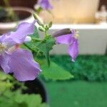 Orychophragmus violaceus Flor
