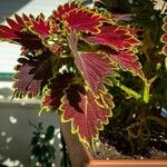 Coleus decurrensBlatt