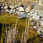 Typha angustifolia Alkat (teljes növény)