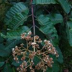 Harungana madagascariensis Habit