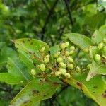 Viburnum nudum Owoc