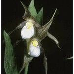 Cypripedium candidum Květ