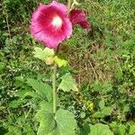 Alcea rosea花