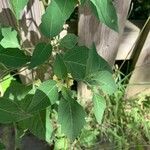 Physalis longifolia Leaf