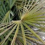 Chamaerops humilisYaprak