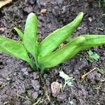 Ophioglossum vulgatum Blatt