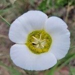 Calochortus gunnisonii Flower