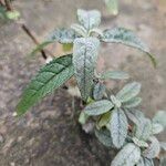 Buddleja globosa Ліст