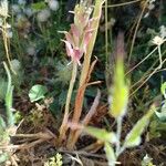 Anacamptis sancta Flor