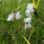 Eriophorum latifolium 花