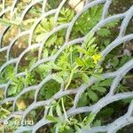 Potentilla tobolensis Leaf