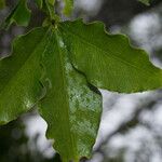 Vepris lanceolata Leaf