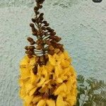 Caesalpinia pluviosa Virág