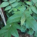 Carya illinoinensis Flower