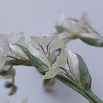 Limonium bellidifolium Flor