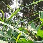 Pontederia cordata Blatt