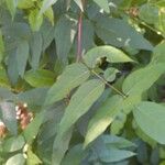 Apios americana Folla