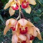 Cymbidium faberi Bloem