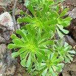 Aeonium arboreum Blad