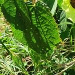 Hibiscus calyphyllus 叶