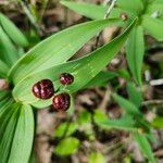 Maianthemum stellatum Frugt